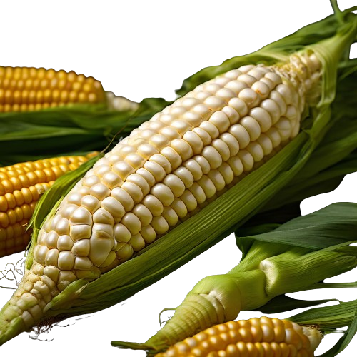 Maíz blanco